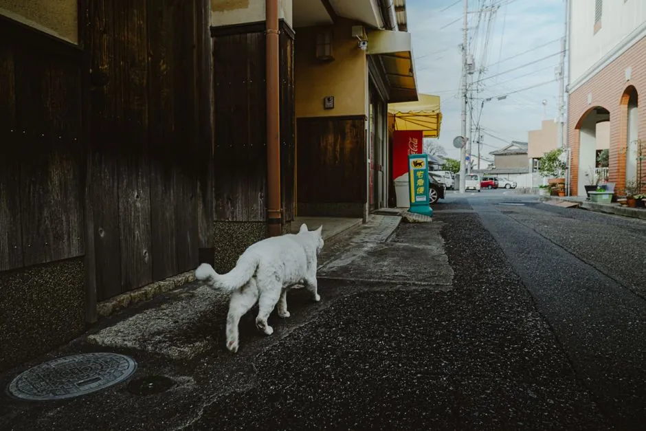 Katze im japanischen Ambiente